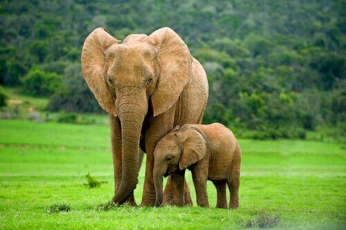 anne fil ve yavru fil