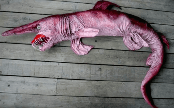avlanmış gobli köpekbalığı