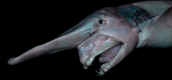 Goblin Köpek Balığı: Ortamı ve Gerçekler