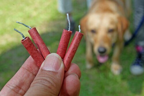 havai fişekten korkan köpek