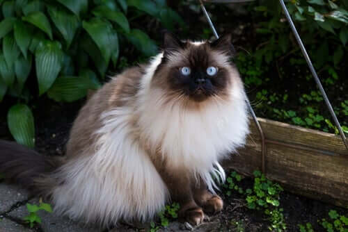 Himalayan kedisi