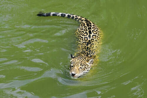 en iyi yüzücüler jaguarlar