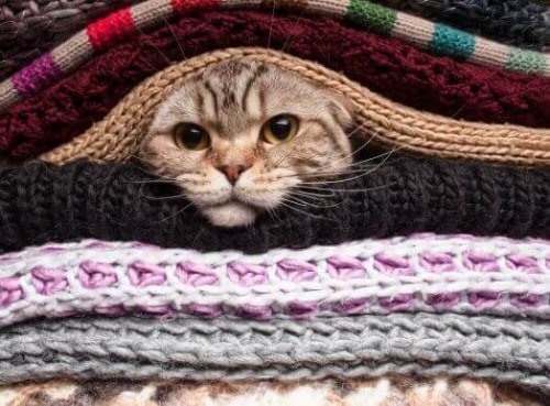kafasını battaniyelerin arasından çıkaran kediler soğuktan hoşlanmaz