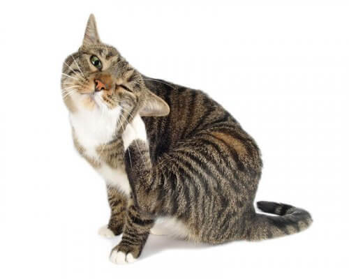 Kedi Piresi: Kedinizi Parazitlere Karşı Korumak