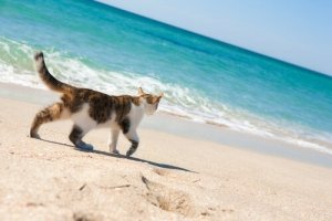 Kediler için plaj var mıdır?