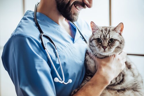 veterinere giden kedi