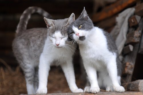 birbirini seven iki kedi