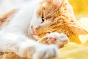 Kedilerde Yaşlılık Bunaması: Belirtileri ve Tedavisi