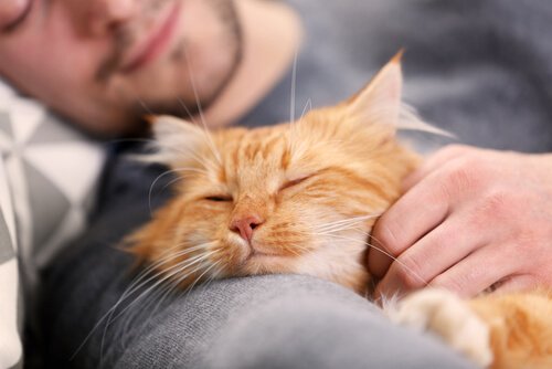 kedisine sarılıp uyumuş adam
