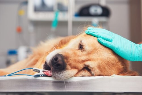 kemoterapi alan köpek