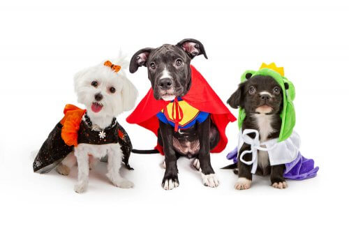 süper kahraman kıyafeti giyen köpekler