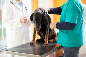 Köpekler için Kemoterapi