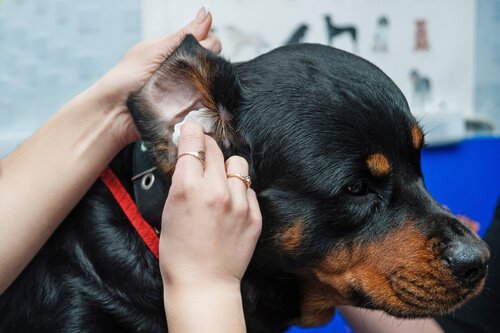 köpeğin kulaklarını temizlemek