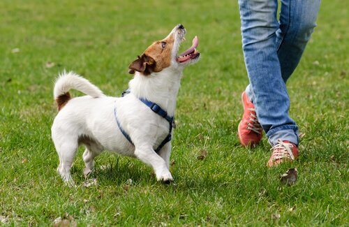 sahibine bakan heyecanlı köpek