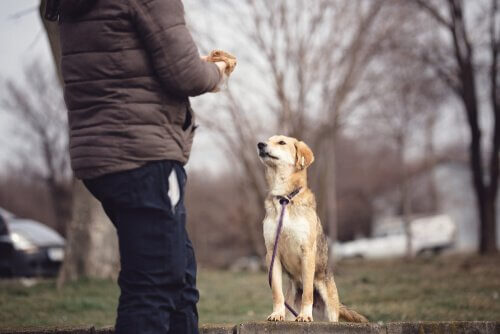 Köpek Psikolojisi: Bilmeniz Gerekenler