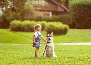 Köpeklerde Yön Bulma Duygusu