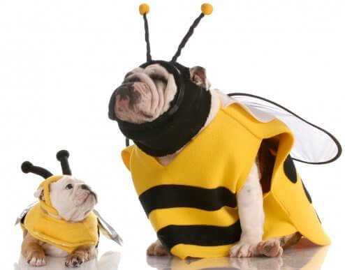 Köpek Kıyafeti Alacak Olanlara Tavsiyeler