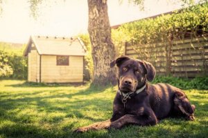 Köpek Kulübesi İnşa Etmek için 14 İpucu