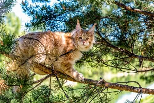 Maine coon