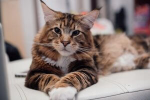 Maine Coon Kedisi: Özellikleri ve Bakımı