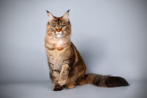 maine coon kedisi