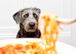 Köpekler Makarna Yiyebilir Mi?