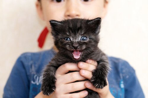 yavru kedi