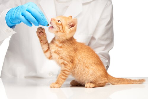 kediye ilaç veren veteriner