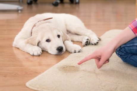 halıya işemiş yavru köpek