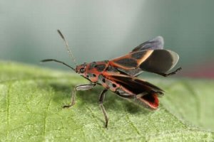 Öpücük Böceği ve Chagas Hastalığı