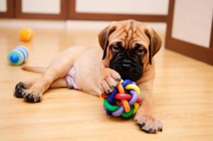 Neden Köpeğinizle Oyun Oynamalısınız?