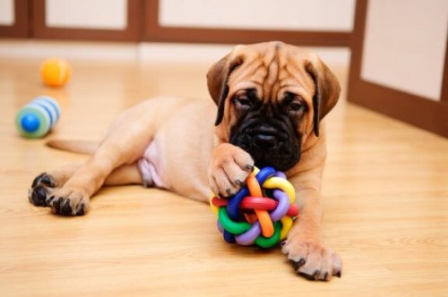 Neden Köpeğinizle Oyun Oynamalısınız?