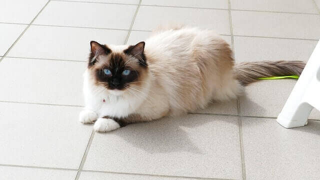 Ragdoll kedisi