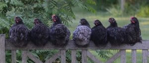 Kümes Yapmadan Önce Bilmeniz Gereken 7 Şey