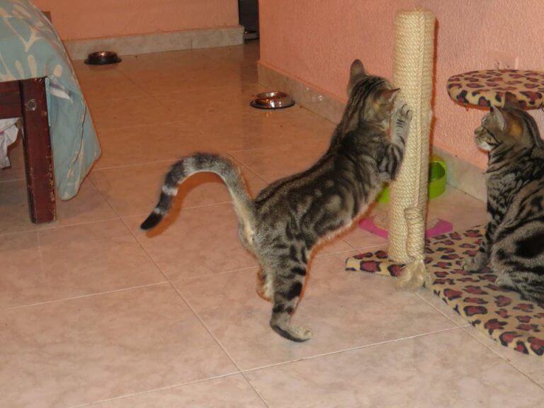 sokoke yavru kedi