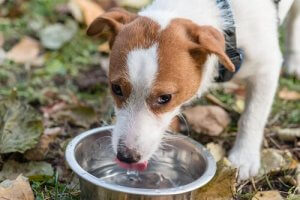 Evcil Hayvana Su Verilirken Dikkat Edilecekler