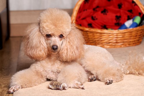 halıda yatan süslü köpek