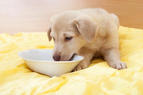 süt içen köpek
