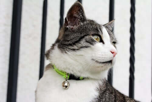 tasmalı kedi