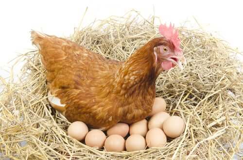 tavuk ve yumurtaları