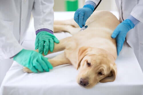 tedavi gören köpek