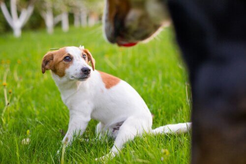 tellington ttouch yöntemiyle köpek sakinleştirme