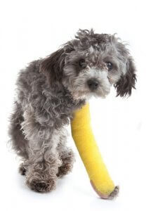 Topallayan Küçük Köpek Irkları