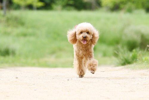 topallayan toy poodle