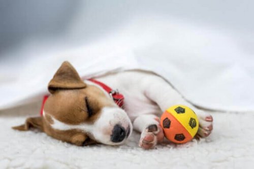 köpeğiniz ile oyun oynamak