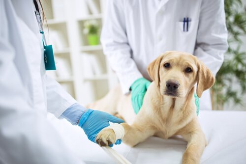 veterinere ğati veren köpek