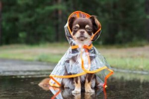 Köpeğinizi Soğuk Kış Havasından Nasıl Korursunuz