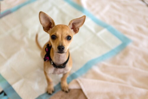 yatağa atlayan köpek