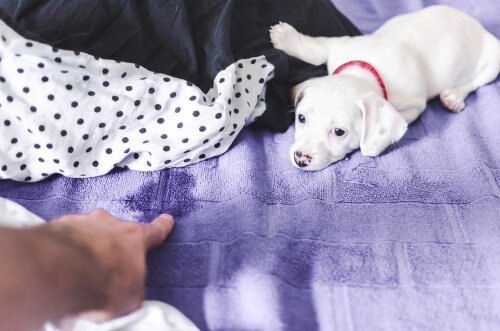 yatağa işeyen yavru köpek