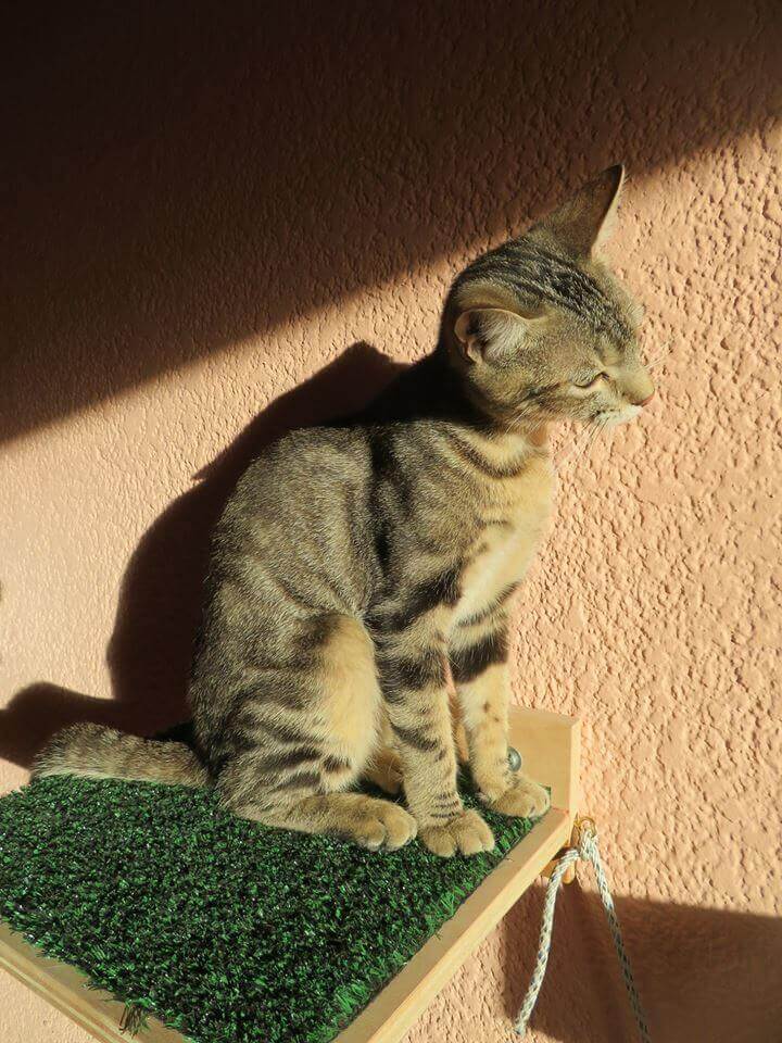 güneşte duran yavru kedi